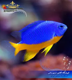 ماهی دامسل آزور شکم زرد آب شور
