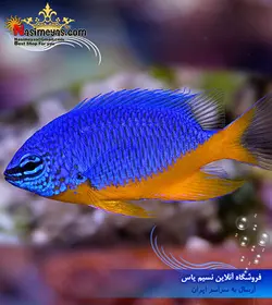 ماهی دامسل آزور شکم زرد آب شور