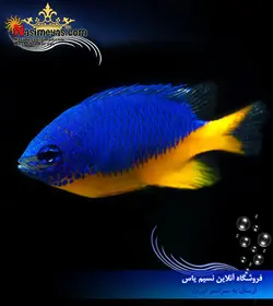 ماهی دامسل آزور شکم زرد آب شور
