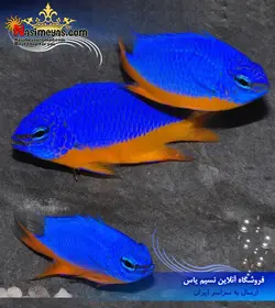 ماهی دامسل آزور شکم زرد آب شور