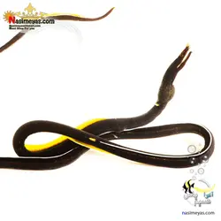 مار ماهی روبان مشکی آب شور