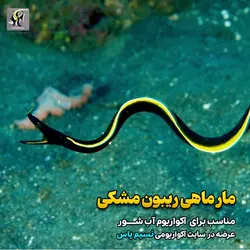 مار ماهی روبان مشکی آب شور