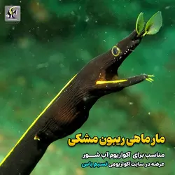 مار ماهی روبان مشکی آب شور