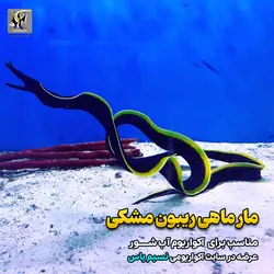 مار ماهی روبان مشکی آب شور