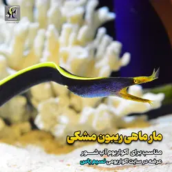 مار ماهی روبان مشکی آب شور