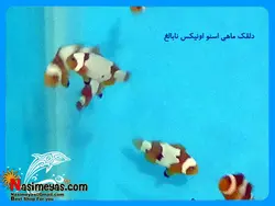 ماهی دلقک اسنو اونیکس آب شور