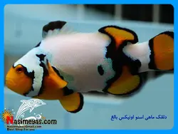 ماهی دلقک اسنو اونیکس آب شور