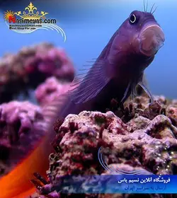 ماهی بلنی بایو کالر دو رنگ آب شور