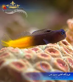 ماهی بلنی بایو کالر دو رنگ آب شور