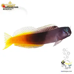 ماهی بلنی بایو کالر دو رنگ آب شور