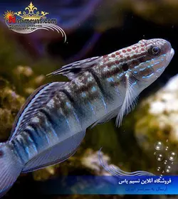 ماهی گوبی شن خوار اسلیپر یا فالنا آب شور