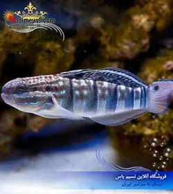 ماهی گوبی شن خوار اسلیپر یا فالنا آب شور