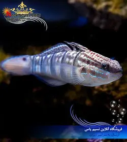 ماهی گوبی شن خوار اسلیپر یا فالنا آب شور