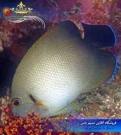 ماهی آنجل ورولیکی نیمه مشکی آب شور