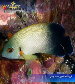 ماهی آنجل ورولیکی نیمه مشکی آب شور