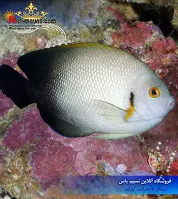 ماهی آنجل ورولیکی نیمه مشکی آب شور