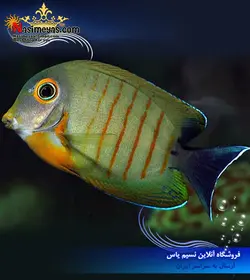 ماهی جراح مقلد میمیک ابیلی آب شور