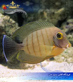 ماهی جراح مقلد میمیک ابیلی آب شور