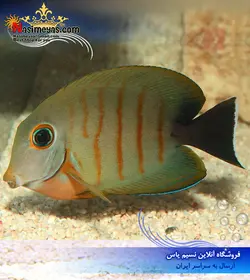 ماهی جراح مقلد میمیک ابیلی آب شور