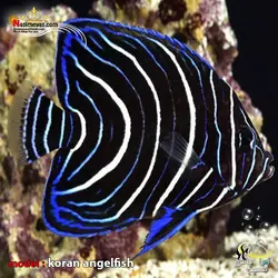 ماهی فرشته قرآنی جوان آب شور