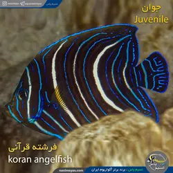 ماهی فرشته قرآنی جوان آب شور
