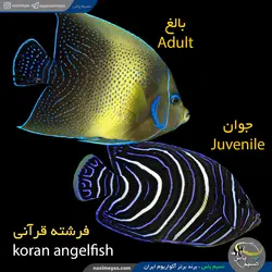ماهی فرشته قرآنی جوان آب شور