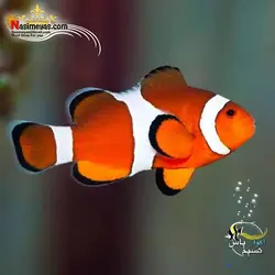 ماهی دلقک اسلاریس آب شور