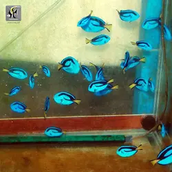 ماهی جراح بلو تانگ آب شور