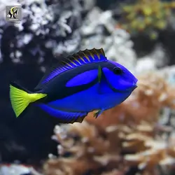 ماهی جراح بلو تانگ آب شور