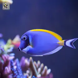 ماهی جراح پادر بلو آب شور