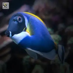ماهی جراح پادر بلو آب شور