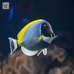 ماهی جراح پادر بلو آب شور