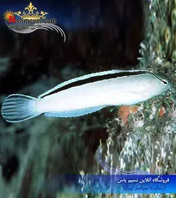 ماهی بلنی سفید ابرو مشکی اسمیت آب شور