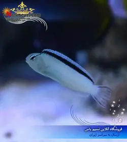 ماهی بلنی سفید ابرو مشکی اسمیت آب شور