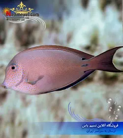 ماهی جراح لوندر صورت خال دار آب شور