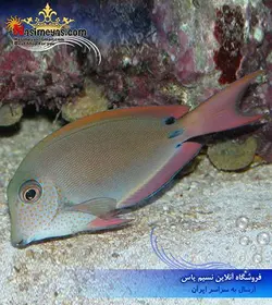 ماهی جراح لوندر صورت خال دار آب شور
