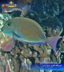 ماهی جراح لوندر صورت خال دار آب شور