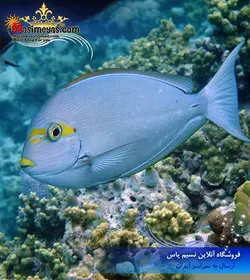 ماهی جراح ماتا چشم زرد آب شور