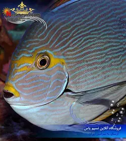 ماهی جراح ماتا چشم زرد آب شور