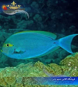 ماهی جراح ماتا چشم زرد آب شور