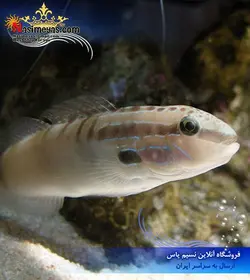 ماهی گوبی باینو آب شور