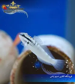 ماهی گوبی باینو آب شور
