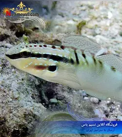 ماهی گوبی باینو آب شور