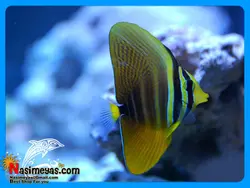 ماهی جراح باله بادبانی آب شور
