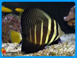 ماهی جراح باله بادبانی آب شور