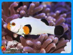 ماهی دلقک پرکولا پلاتینیوم آب شور