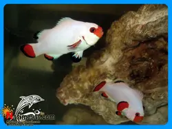ماهی دلقک پرکولا پلاتینیوم آب شور