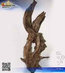 تنه درخت طبیعی آکواریوم گیاهی شماره ۱
