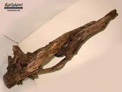 تنه درخت طبیعی آکواریوم گیاهی شماره ۱