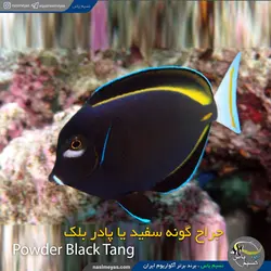 ماهی جراح گونه سفید یا گلدریم یا پادر بلک آب شور